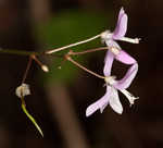 Nakedflower ticktrefoil